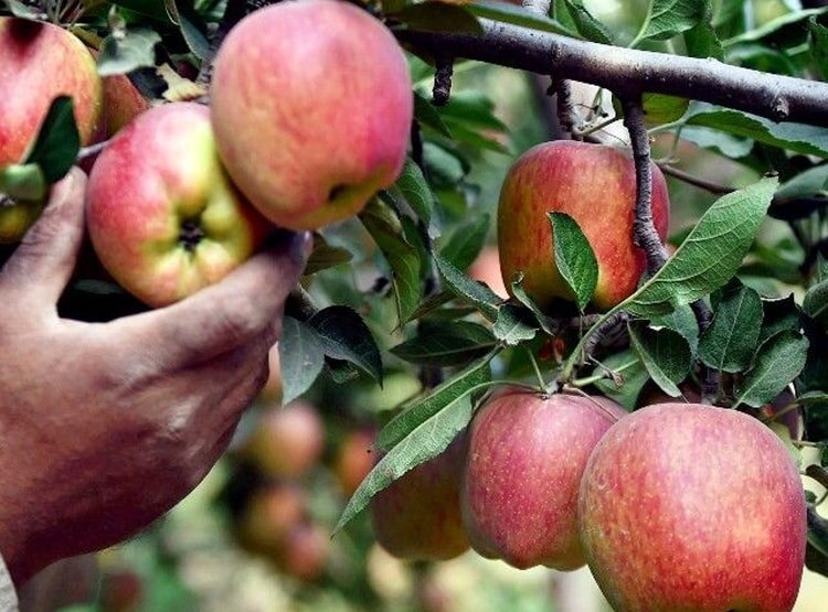 नेपाल से बिगड़े रिश्तों से भारत के इस राज्य को हुआ बड़ा नुकसान