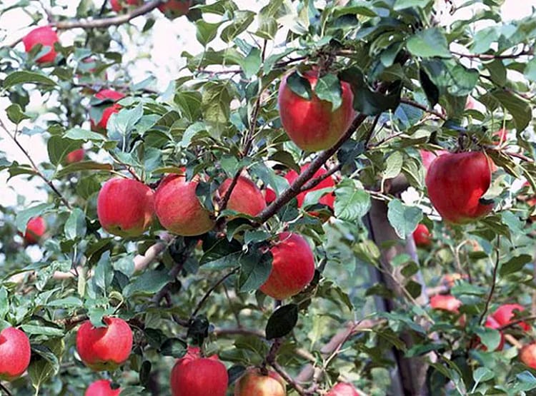 नेपाल से बिगड़े रिश्तों से भारत के इस राज्य को हुआ बड़ा नुकसान