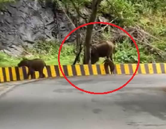 रोड क्रॉस कर रहा था हाथी का बच्चा, बैरियर देख भड़के लोग