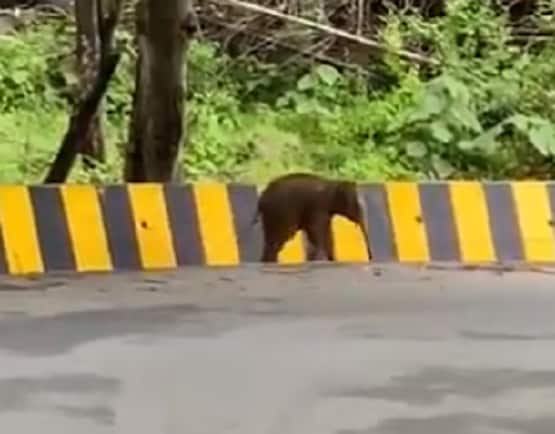 रोड क्रॉस कर रहा था हाथी का बच्चा, बैरियर देख भड़के लोग