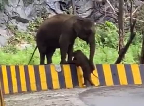 रोड क्रॉस कर रहा था हाथी का बच्चा, बैरियर देख भड़के लोग