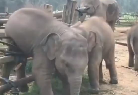आपस में 'लड़' रहे हाथी के दो बच्चे, वीडियो देख लोगों को याद आई दोस्ती