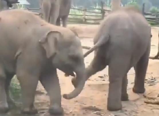 आपस में 'लड़' रहे हाथी के दो बच्चे, वीडियो देख लोगों को याद आई दोस्ती