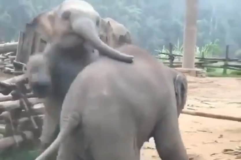 आपस में 'लड़' रहे हाथी के दो बच्चे, वीडियो देख लोगों को याद आई दोस्ती