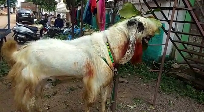 इंसानों के कद का बकरा, वजन 160 किलो, कीमत चौंका देगी