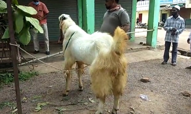इंसानों के कद का बकरा, वजन 160 किलो, कीमत चौंका देगी