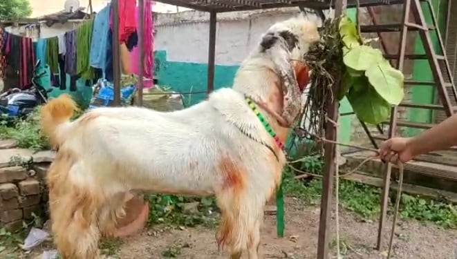 इंसानों के कद का बकरा, वजन 160 किलो, कीमत चौंका देगी