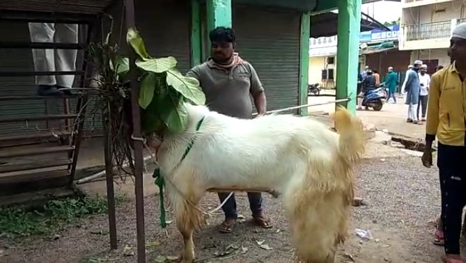 इंसानों के कद का बकरा, वजन 160 किलो, कीमत चौंका देगी