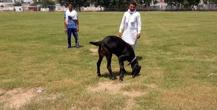 बकरीद: बकरे के कान के नीचे लिखा है अल्लाह, 3 लाख रुपये लगी कीमत