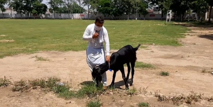 बकरीद: बकरे के कान के नीचे लिखा है अल्लाह, 3 लाख रुपये लगी कीमत