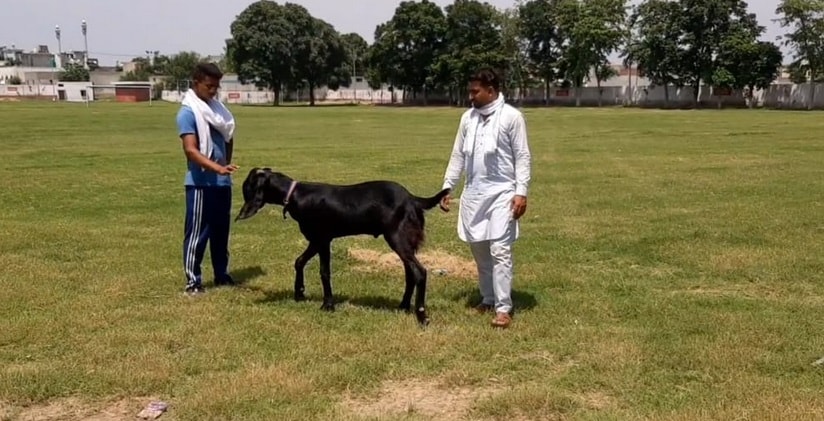 बकरीद: बकरे के कान के नीचे लिखा है अल्लाह, 3 लाख रुपये लगी कीमत