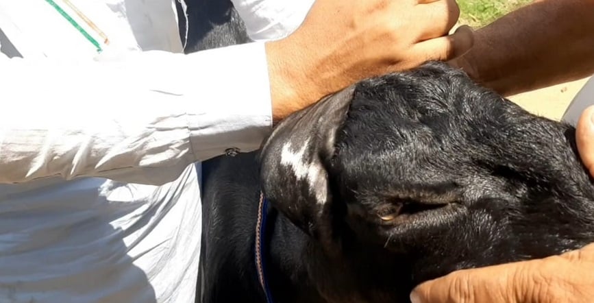 बकरीद: बकरे के कान के नीचे लिखा है अल्लाह, 3 लाख रुपये लगी कीमत