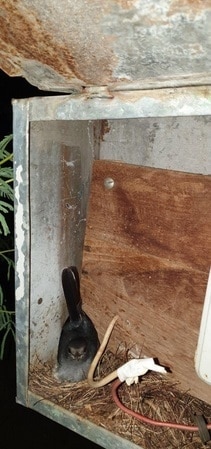 35 दिन अंधेरे में रहा ये गांव, ताकि घोंसले में जिंदा रहें चिड़िया के बच्चे