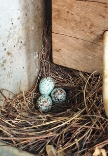 35 दिन अंधेरे में रहा ये गांव, ताकि घोंसले में जिंदा रहें चिड़िया के बच्चे