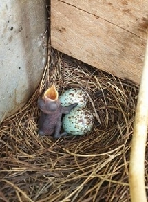 35 दिन अंधेरे में रहा ये गांव, ताकि घोंसले में जिंदा रहें चिड़िया के बच्चे