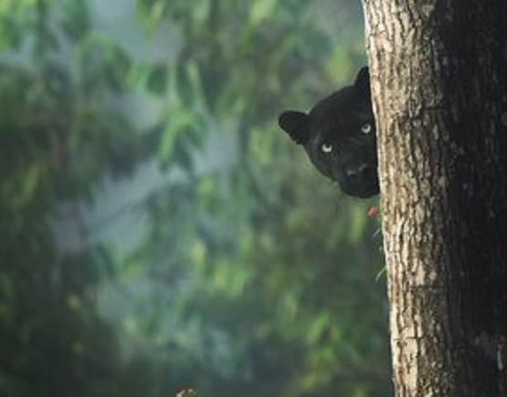 कर्नाटक के जंगलों में नजर आया ब्लैक पैंथर, तस्वीरें देख लोग हैरान