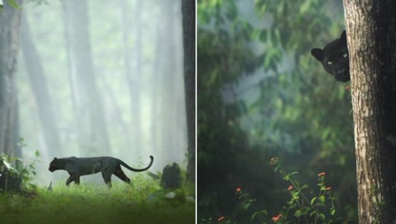 कर्नाटक के जंगलों में नजर आया ब्लैक पैंथर, तस्वीरें देख लोग हैरान