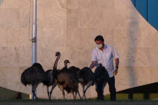 कोरोना पॉजिटिव ब्राजील के राष्ट्रपति को पक्षी ने काटा, खिला रहे थे चारा