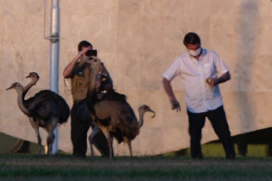 कोरोना पॉजिटिव ब्राजील के राष्ट्रपति को पक्षी ने काटा, खिला रहे थे चारा