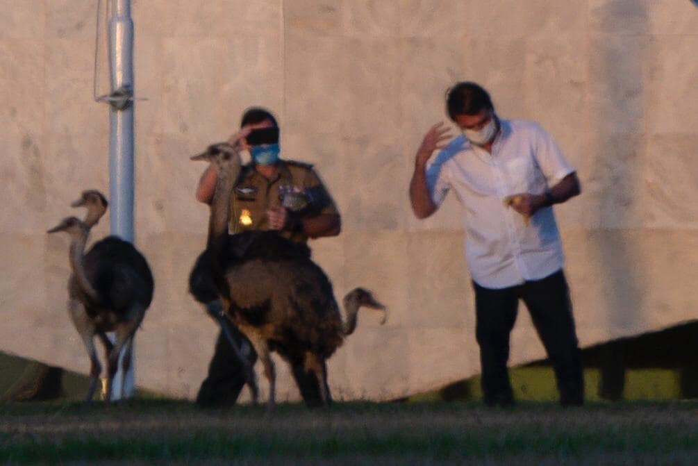 कोरोना पॉजिटिव ब्राजील के राष्ट्रपति को पक्षी ने काटा, खिला रहे थे चारा