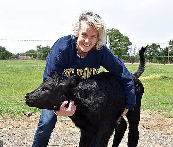 दावाः वैज्ञानिकों ने बनाया ऐसा बैल जिसकी अगली पीढ़ी नर ही पैदा होगी