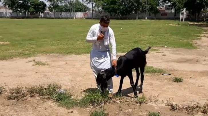 इस बकरे के सिर पर बना है चांद, कीमत जानकर हो जाएंगे हैरान