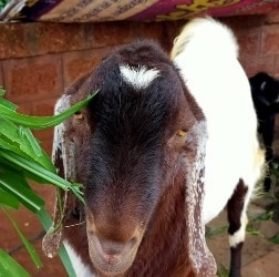 इस बकरे के सिर पर बना है चांद, कीमत जानकर हो जाएंगे हैरान