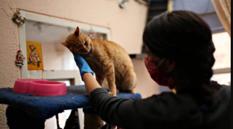 दरिंदगी की हदें पार, बिल्ली के बच्चे से एक हफ्ते तक गैंगरेप, मौत