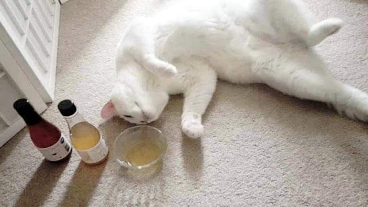 दरिंदगी की हदें पार, बिल्ली के बच्चे से एक हफ्ते तक गैंगरेप, मौत