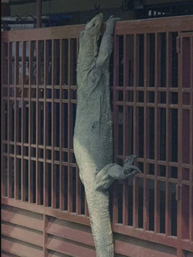 छिपकली को पकड़ कर जिंदा भूना, वीडियो वायरल होने पर गिरफ्तार