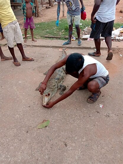 ओडिशा: 10 फीट के मगरमच्छ को मारकर खा गए लोग, गांव में बांटे टुकड़े