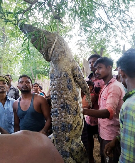 ओडिशा: 10 फीट के मगरमच्छ को मारकर खा गए लोग, गांव में बांटे टुकड़े