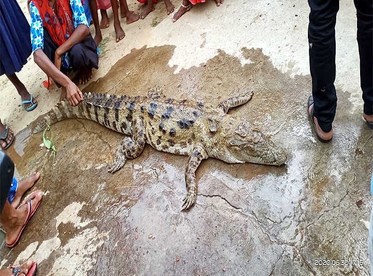 ओडिशा: 10 फीट के मगरमच्छ को मारकर खा गए लोग, गांव में बांटे टुकड़े