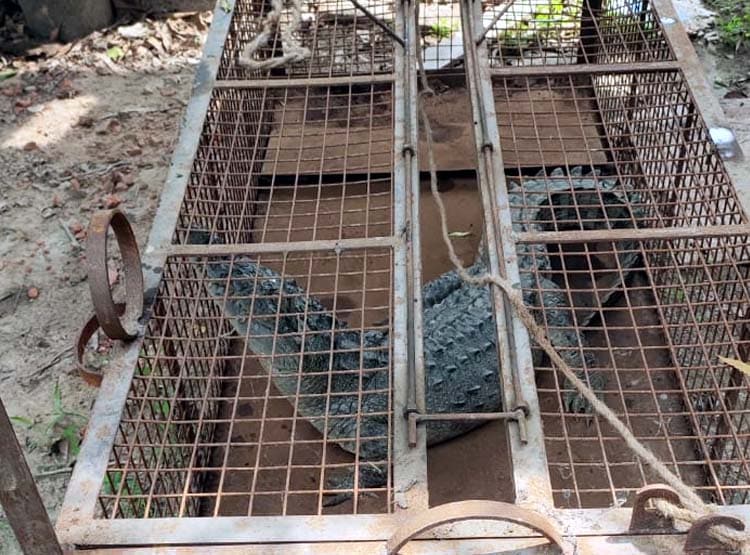 घर में बॉक्स के नीचे छिपा बैठा था मगरमच्छ, बच्चों ने देखा तो...