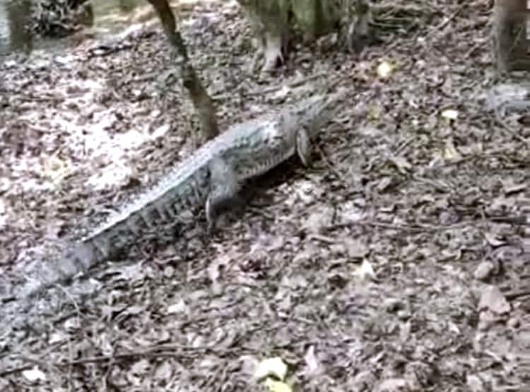 घर में बॉक्स के नीचे छिपा बैठा था मगरमच्छ, बच्चों ने देखा तो...