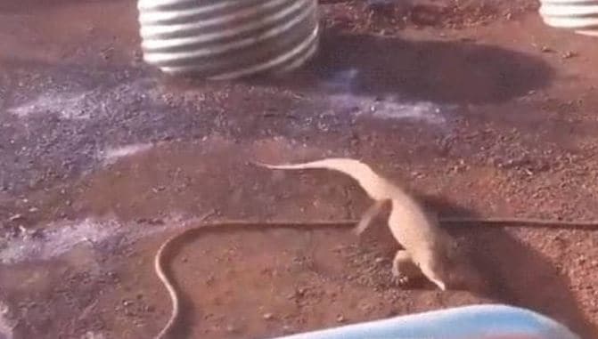 छिपकली को पकड़ कर जिंदा भूना, वीडियो वायरल होने पर गिरफ्तार