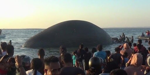 समंदर किनारे आया 75 फ़ीट लंबा जीव, देखकर लोग हुए हैरान