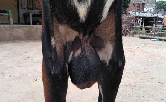 हार्मोंस की वजह से ये बकरा देता है दूध, डॉक्टर भी रह गए हैरान