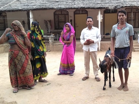 हार्मोंस की वजह से ये बकरा देता है दूध, डॉक्टर भी रह गए हैरान