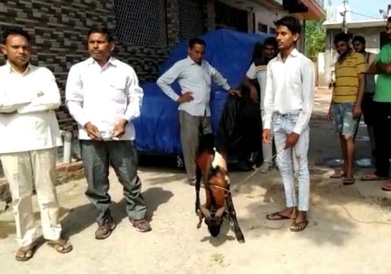 हार्मोंस की वजह से ये बकरा देता है दूध, डॉक्टर भी रह गए हैरान