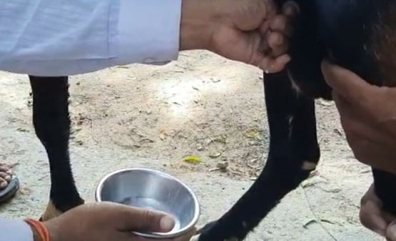 हार्मोंस की वजह से ये बकरा देता है दूध, डॉक्टर भी रह गए हैरान