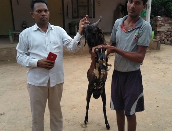 हार्मोंस की वजह से ये बकरा देता है दूध, डॉक्टर भी रह गए हैरान