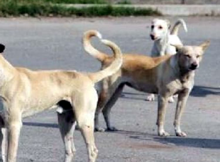 नगालैंड में कुत्ते के मांस की बिक्री बैन, ऐसे चलता था काला कारोबार