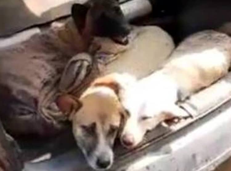 नगालैंड में कुत्ते के मांस की बिक्री बैन, ऐसे चलता था काला कारोबार