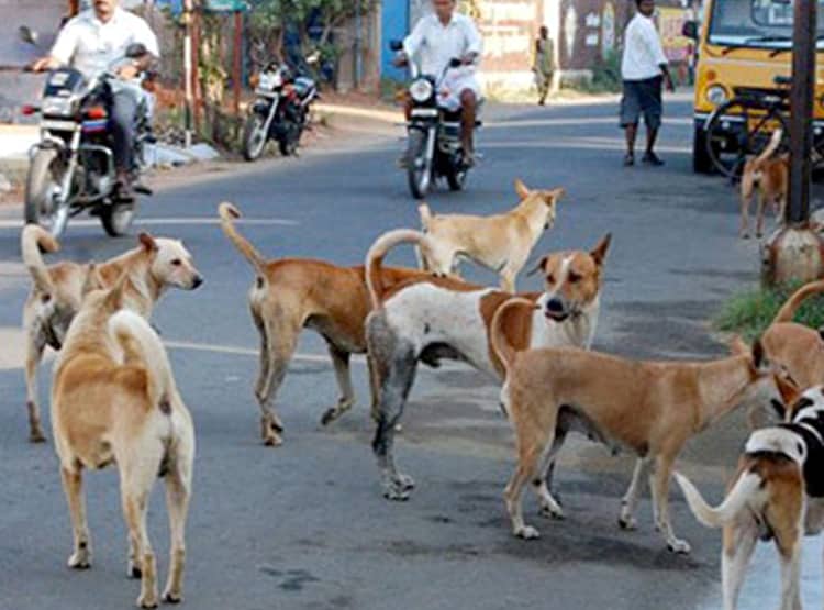 यहां हर साल कटते हैं 30 हजार कुत्ते, 50 रु. में पकड़कर 4 हजार में बिक्री