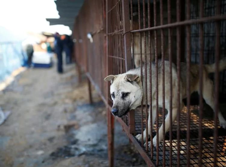 यहां हर साल कटते हैं 30 हजार कुत्ते, 50 रु. में पकड़कर 4 हजार में बिक्री