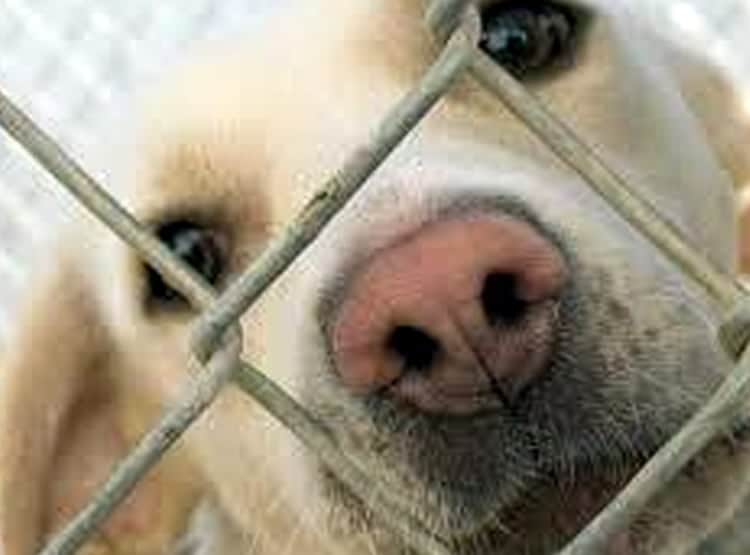 यहां हर साल कटते हैं 30 हजार कुत्ते, 50 रु. में पकड़कर 4 हजार में बिक्री