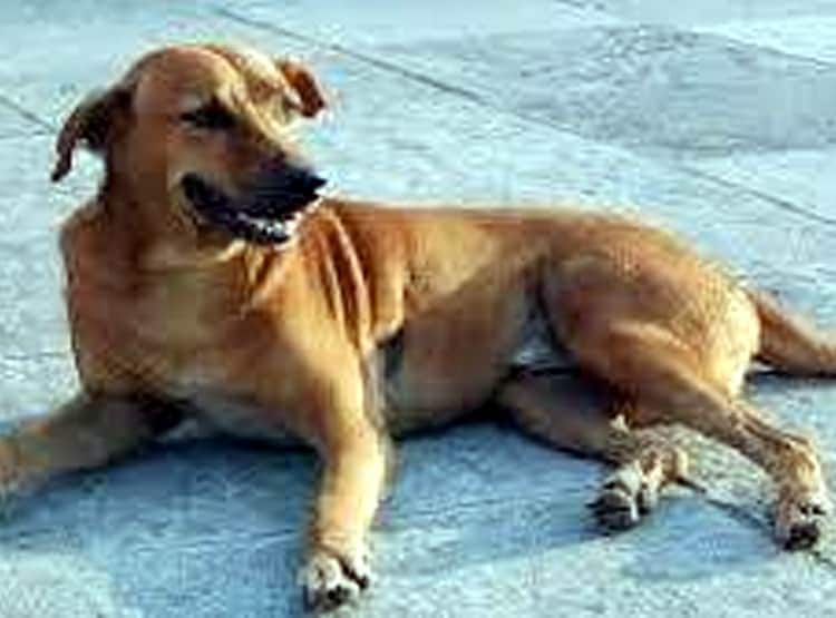 यहां हर साल कटते हैं 30 हजार कुत्ते, 50 रु. में पकड़कर 4 हजार में बिक्री