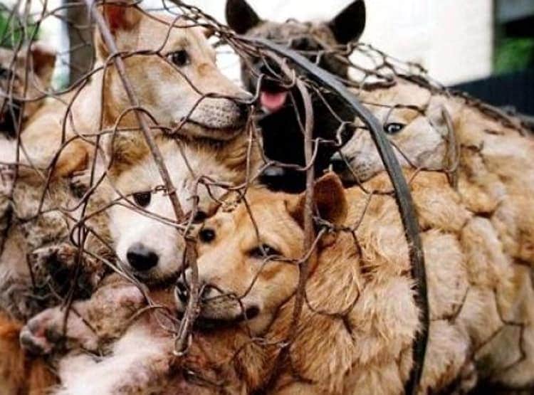 यहां हर साल कटते हैं 30 हजार कुत्ते, 50 रु. में पकड़कर 4 हजार में बिक्री