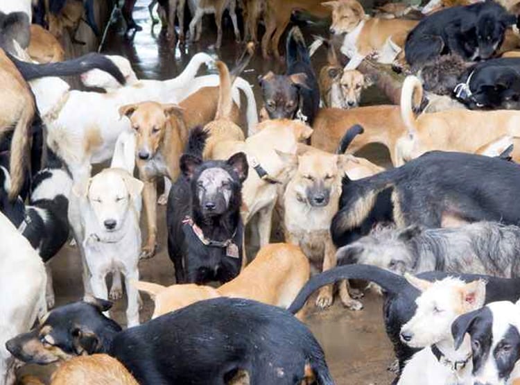 यहां हर साल कटते हैं 30 हजार कुत्ते, 50 रु. में पकड़कर 4 हजार में बिक्री